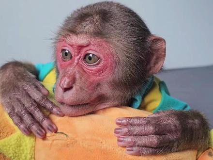 淘气苏喝冷饮拉肚子了,拉了一裤子,臭死了!