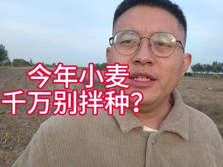 今年小麦播种晚,拌种会影响小麦出苗,是真的吗?