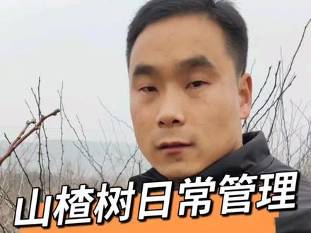 山楂树日常修剪与管理,山楂树的花芽,叶芽,结果枝条,在什么地方,今天重点讲解。互相学习,共同进步! #山楂树 #耕耘计划 #集结吧光合创作者 #农业技术 #三农 #原创作品 #抖音新农人 #果树 #桃树管理 #农业 #果树管理 #我的乡村生活 #农业种植致富项目 #优质农产品