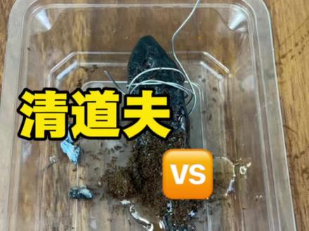 5000只红火蚁啃咬清道夫谁才能存活下去 #清道夫 #红火蚁 #趣味实验 #制作过程