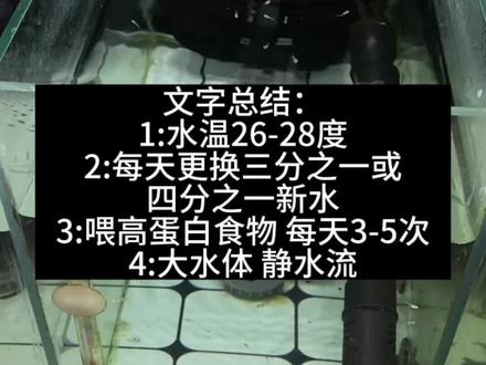 为什么别人的鱼苗长的很快 你的就是不长呢?就是这几点你没有做到#孔雀鱼 #鱼苗养殖 #孔雀鱼宝宝 #孔雀鱼饲养方法