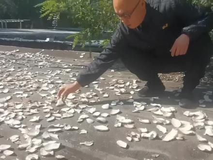 八百里.那边,鸡蛋韭菜炒小米饭……#我的乡村生活 #农村生活 #vlog日常 #美食 #妈呀太香了