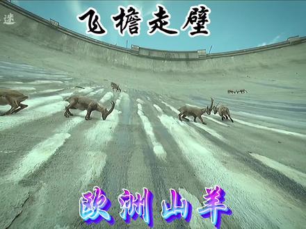 为了摄入足够的盐分,山羊们冒着掉下深渊的危险,飞檐走壁#野生动物零距离 #神奇动物在抖音 #神奇大自然纪录片 #动物科普 #万物有灵性愿万物苍生和谐共生