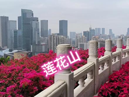 莲花山公园好一幅美丽的画卷,登上山顶仿佛拥有了整个世界。