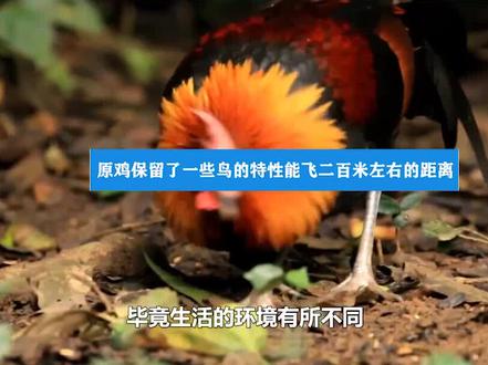 吃一口蹲十年?无人敢吃的鸡中活化石,竟是一国国鸟?#科普 #西瓜视频 @西瓜视频
