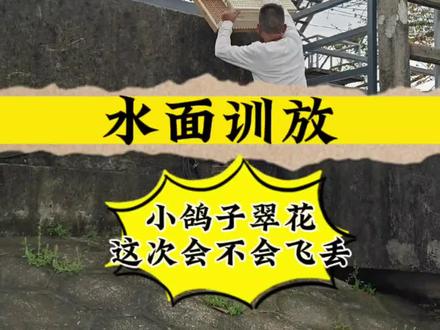 今天本想来一个水面训放小鸽子翠花,但是让大家失望了,没找到船! #赛鸽 #记录我的爱鸽 #赛鸽信鸽爱好者#又在骗我养鸽子 #信鸽