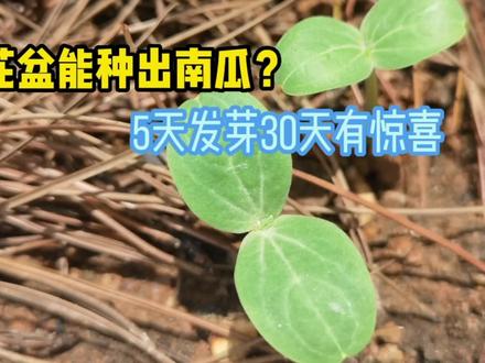 女孩用南瓜籽在花盆种南瓜,5天发芽,看看30天长什么样? #阳台种植 #南瓜种植 #南瓜种植小技巧 #发芽
