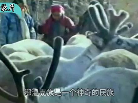 神奇的鄂温克族,靠饲养驯鹿和游猎为生,现在却在森林与城市徘徊 #dou来安利纪录片 #鄂温克族 #传承