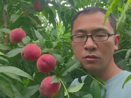 中桃16号特别漂亮#三农 #桃子熟了 #新农人计划 #桃树管理 #水蜜桃