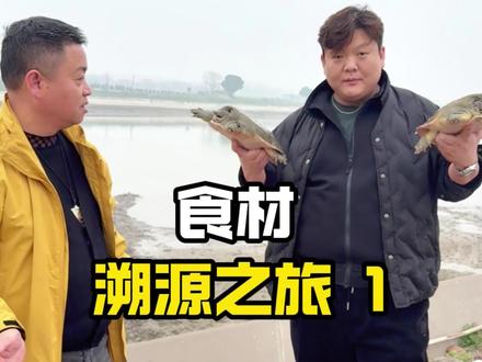湖南汉寿洞庭湖甲鱼,食材溯源之旅第1集 #崛湘精致湘菜 #甲鱼 #汉寿甲鱼 #盘锦甲鱼 #盘锦甲鱼美食
