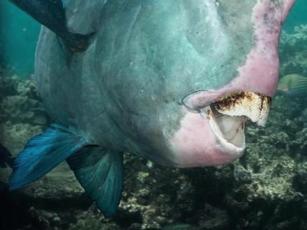 穿“睡衣”睡觉的鹦嘴鱼,用口水“织”睡衣 #鹦嘴鱼 #鹦哥鱼 #鹦鹉鱼 #青岛水族馆 #我在抖音涨知识