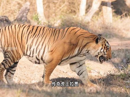 传奇虎王拉贾:可怕麒麟臂,杀死一头牛仅11秒! #宇宙物种 #拉贾 #虎王 #老虎 #野生动物