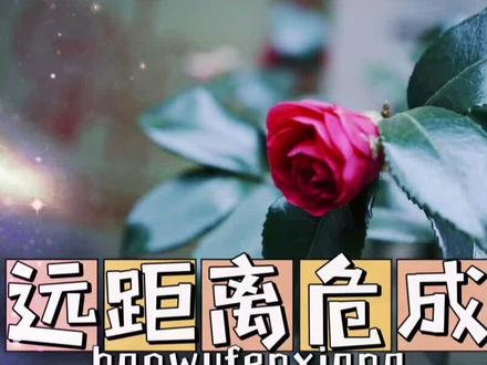 最美的爱情是你不在我身边,我控制不住对你的思念#远距离女危男成#星宿关系 #星宿关系 #星盘分析 #Angel占星