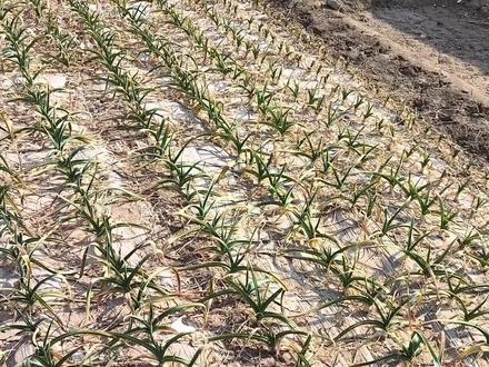 浇大蒜的返青水要做到四看