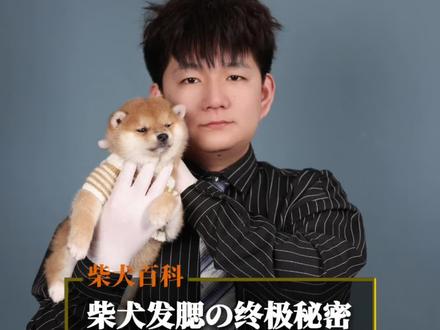 三步学会柴犬的终极发腮秘籍!!#柴犬幼犬 #柴犬 #柴犬宝宝