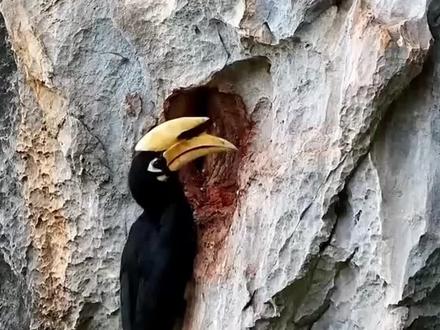 一级保护动物冠斑犀鸟在广西连续五年崖洞自然繁殖 #国家一级保护动物 #冠斑犀鸟