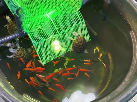 一个入坑3年的博主十几万经验告诉你钻纹龟怎么养 #钻纹龟 #别跟河套学养龟