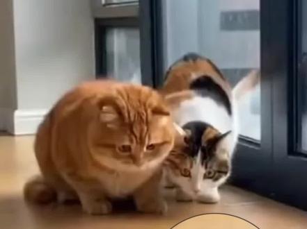 橘猫:好大的老鼠!!好怕怕!!#画画 #搞笑 #萌宠 #猫咪