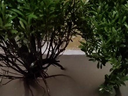 气温26度,记录11月2的两颗土培改水培的小叶红芽赤楠,不知道是否成功,期待两周后后续……#水培盆景 #水培赤楠#水培植物