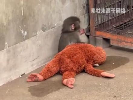 小panchi真的是又可怜又想笑#小猴子 #动物园 #可怜