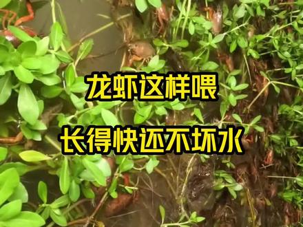龙虾这样喂长得快还不坏水#养鱼小知识 #怎么养殖小龙虾 #养殖龙虾 @抖音小助手 @DOU+小助手