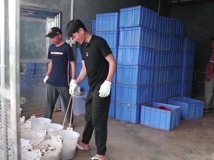 30元一个的鳄鱼蛋,原来是拿个棍子从母鳄鱼那抢来的,味道好吃吗#鳄鱼宝宝 #试吃 #美食推荐