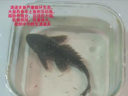 两条清道夫生命核心 #清道夫 #趣味实验