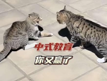 果然,老师在教育方面真的有一套…#小猫 #万万没想到 #教育 #搞笑