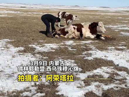 牧民家母牛产下双胞胎,牛主人:母牛生过一只牛犊但夭折了,它可能想把夭折的小牛带回来 #母爱不分物种 #万物皆有灵 #牛妈妈辛苦了