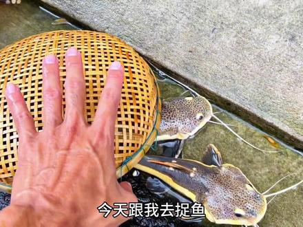 认识红尾鲶鱼、金鱼 #红尾鲶鱼 #金鱼 #户外捉鱼 #乌龟