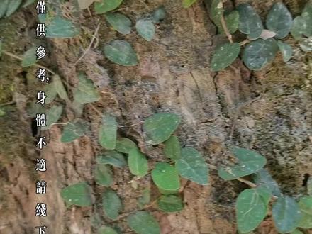 薜荔
每天认识一种中药材,今天认识一下薜荔。#中药科普 #常见的中草药 #薜荔