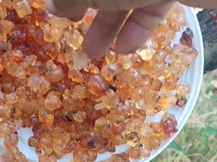 好桃胶是怎么来的?
真假桃胶怎么鉴别?
#新农人计划2022返乡创业 #抖音助农 #舌尖上的美食 #现场实拍 #抖音新农人