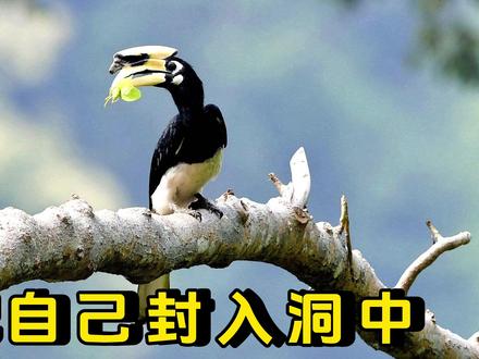 第32集|为了爱情把自己心甘情愿的封锁洞中,只为了给它生孩子。#神奇的动物在抖音 #动物科普 #野生动物 #野生动物零距离 #动物世界