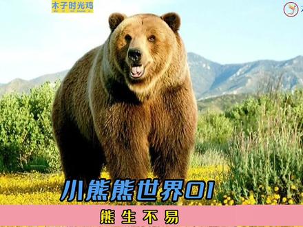 熊科视觉盛宴,小熊熊不一样的成长之路,带你看看真正的熊孩子。 #动物 #动物世界里的快乐童年