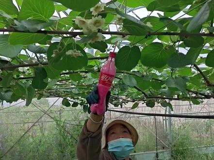 5亩以内的果园,用可乐瓶子授粉,省力、省钱效率高#猕猴桃种植#眉县猕猴桃酸甜刚刚好#眉县兴农人农业#眉县新农人李凯