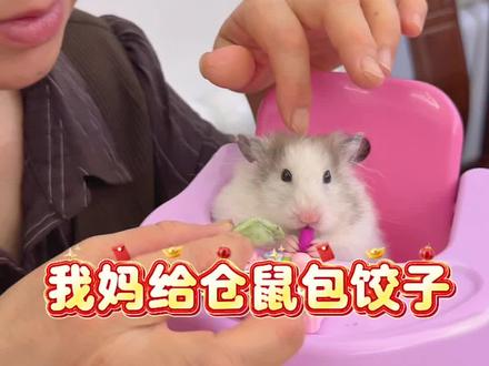 鼠鼠我呀吃到彩色饺子啦! #大年初一我家宝贝来拜年#过个抖音新轻年#宝贝年味企划#万物可爱计划 #蔡可爱爱仓鼠