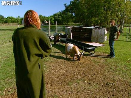 【流言终结者】山羊受到惊吓会装死? #流言终结者 #纪录片 #科学实验 #山羊 #惊吓 #装死