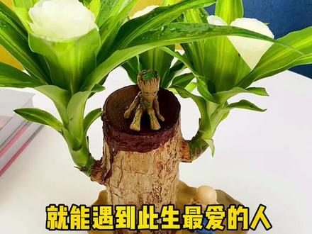 巴旦木,有水就能养活#巴旦木#绿植盆栽#室内绿植