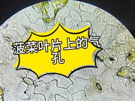 菠菜叶片上的气孔 你观察过叶子的气孔么,你知道它们的作用么,让我们一起来观察下吧#气孔 #保卫细胞 #叶片 #光合作用#呼吸作用