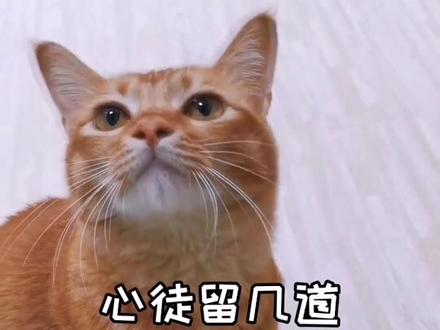 你爱着谁?心徒留几道伤~我爱着包子,却总是被它抓伤…#萌宠出道计划 #猫 #燕无歇