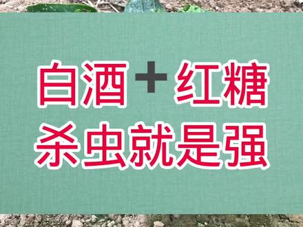 白酒加红糖,强效灭虫,地里有害虫的朋友呀,一定要试试这个配方 @抖音小助手 @DOU+小助手 @抖音创作者中心 #病虫害防治 #三农 #新农村计划2022 #抖音三农热点 #921超级宠粉季