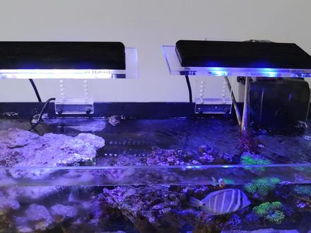 积光1201珊瑚灯的光谱设置#海缸日记 #海洋生物 #神奇动物在抖音 #珊瑚灯 #养鱼人