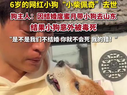 网红小狗“小柴佩奇”去世,狗主人称小狗被毒死。