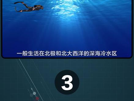 如果把所有鲸鱼做一个比较,谁的体型是最大的?