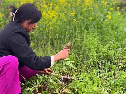 农村田间地头常见的这种植物 懂它的人是个宝 不懂的就是个草 它不仅药用价值高。而且营养也是非常的丰富 我们这里叫蛤蟆草 不知道你们那边叫什么?#记录我的农村生活 #车前草