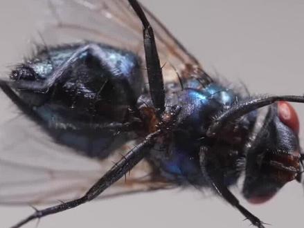 构树为何被农民称为“恶树”?它的果能吃吗?构树有何价值? #奇妙知识在抖音 #科普 #植物 #野果