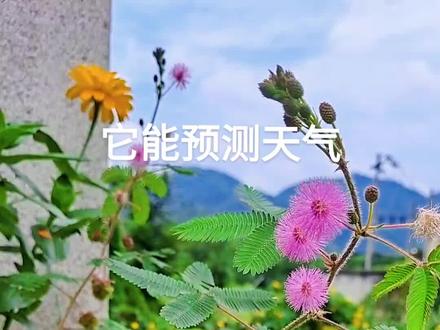 后面说观察它的叶子可以预知天气地震是真的吗#植物科普 #你的家乡有这种植物吗