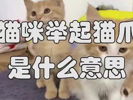 猫咪举起爪子,是什么意思?#橘猫