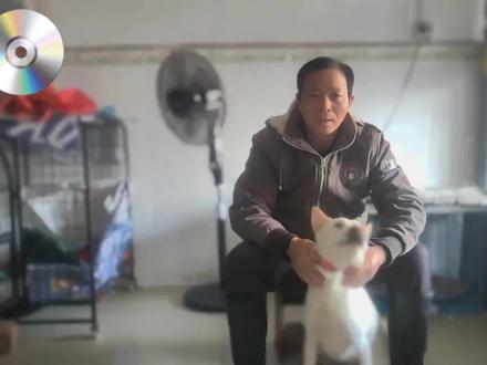 终于知道啦!狗狗为什么咬鸡鸭!