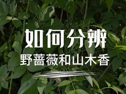 如何分辨野蔷薇和山木香#蔷薇花 #园艺